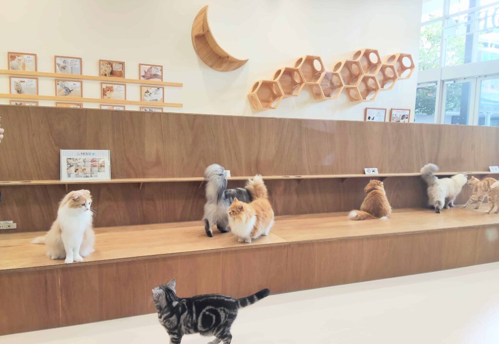猫カフェ「MOFF」の猫たちを外から見た様子